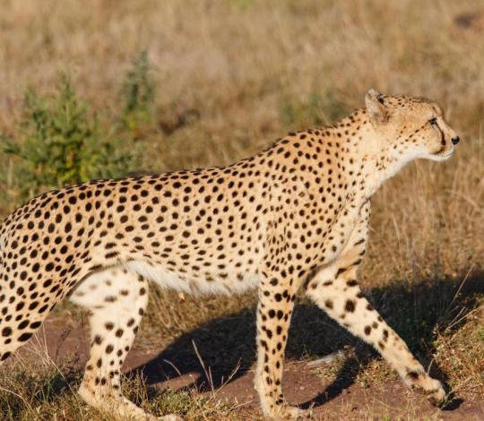 Cheetah