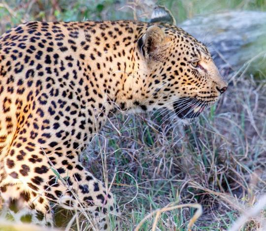 Leopard