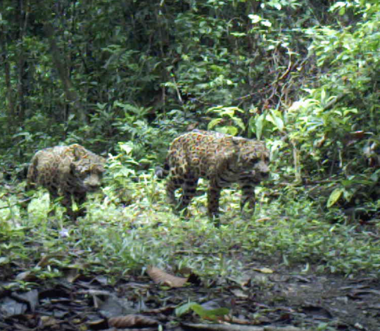 Jaguars
