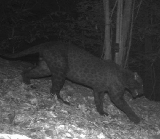 Black leopard