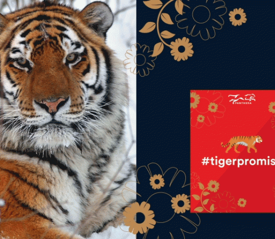 Year of the Tiger gif.