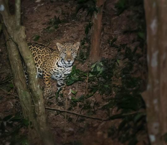 Jaguar in Honduras