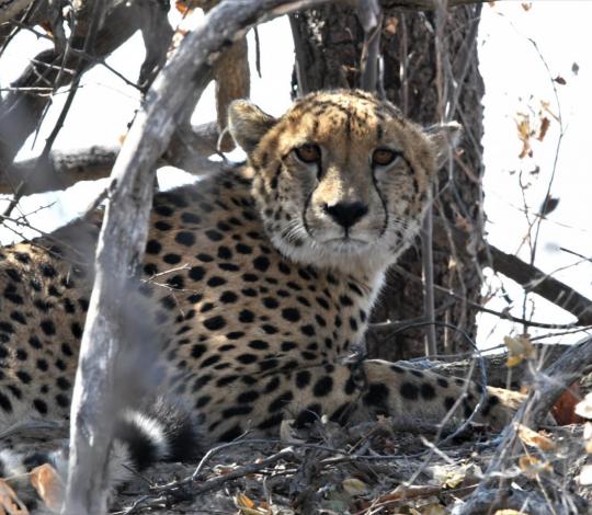 Cheetah staring