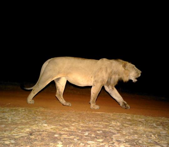 Lion