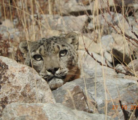 Snow leopard