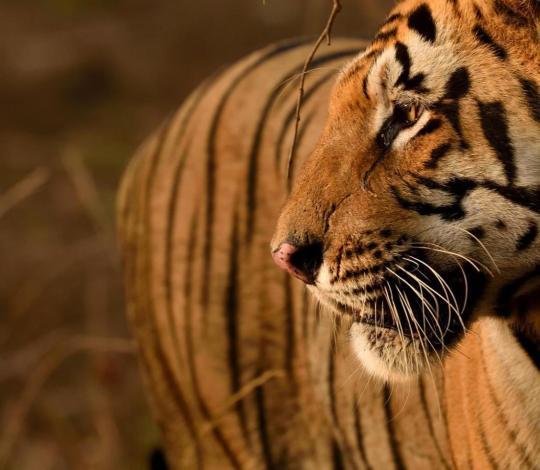 Tiger in Tadoba-Andhari National Park, India