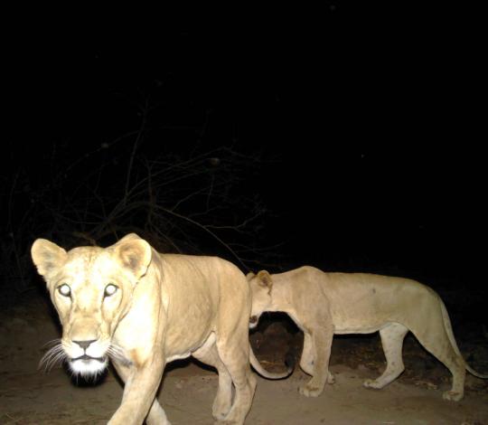 Lions
