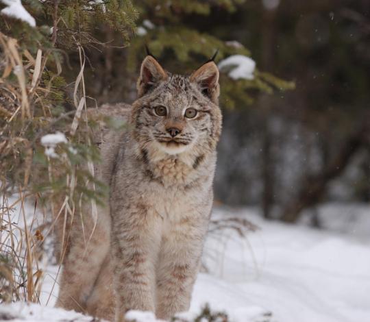 Canada Lynx