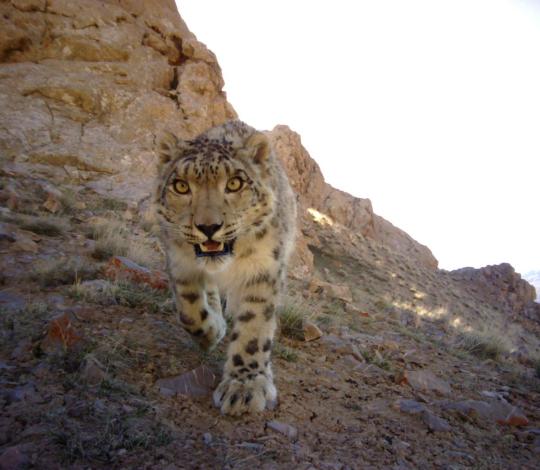 Snow leopard