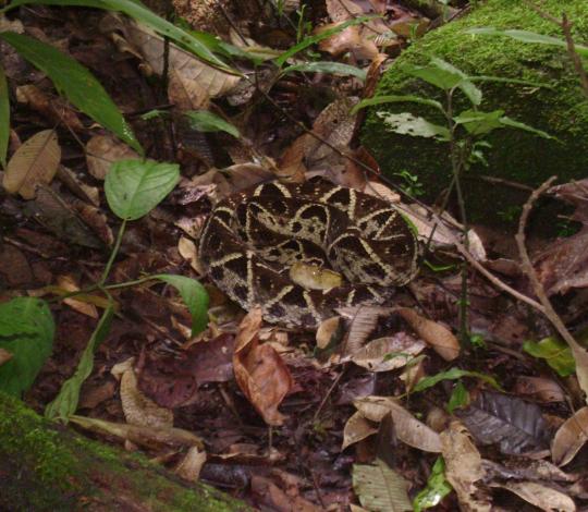 Fer de lance