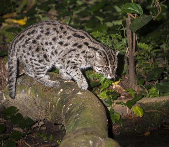 Fishing cat