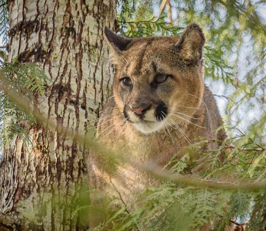 A mountain lion in the Olympic Peninsula