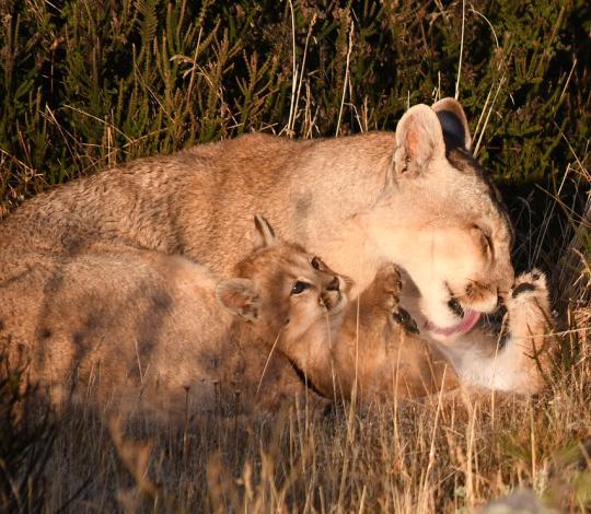 Puma licking kitten