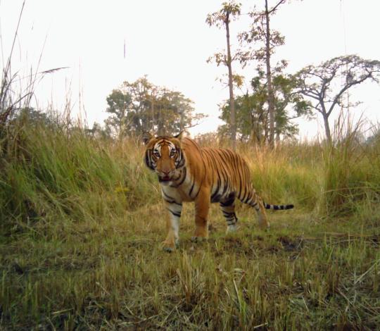 Tiger