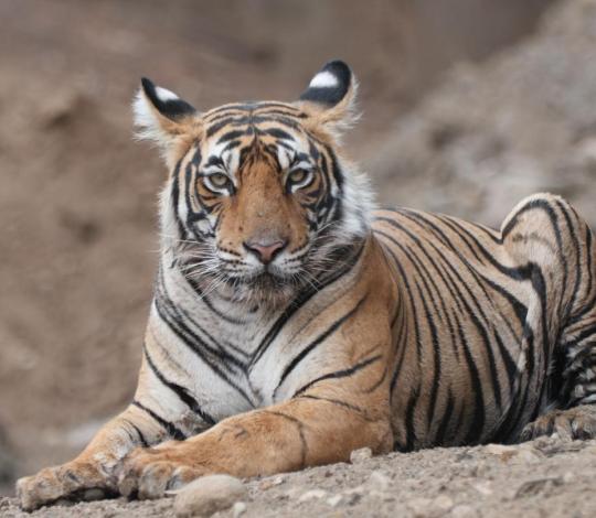 Tiger 2
