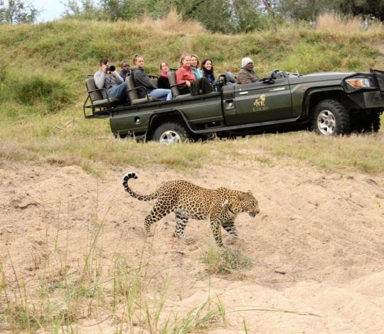 Tourists watch a leopard from a parked car in Sabi Sands