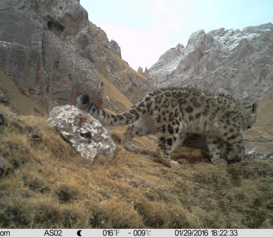 Snow leopard 