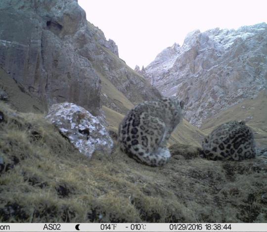 Snow leopard