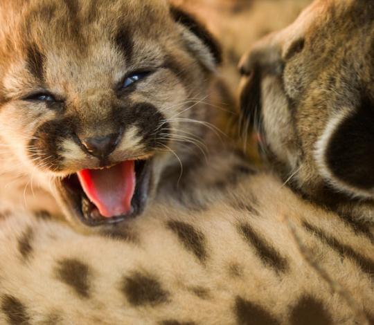 Puma kitten