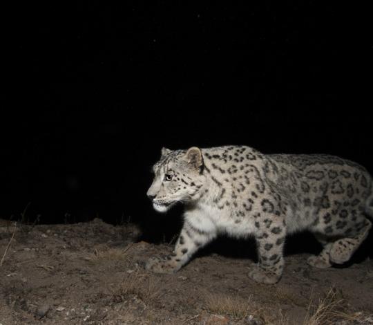 Snow leopard camera trap