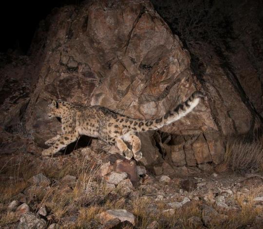 Snow leopard pounces