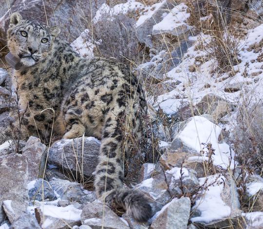 Snow leopard
