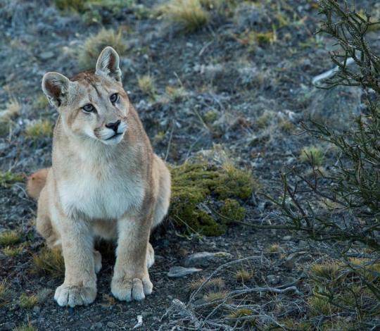 Puma in Chile