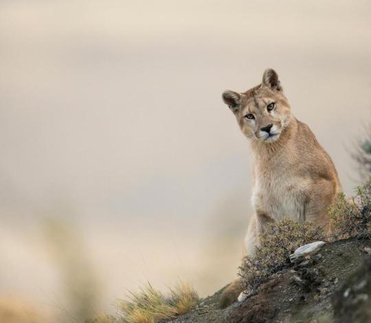 A puma in northwestern Argentina