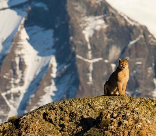 Sitting puma in Chile