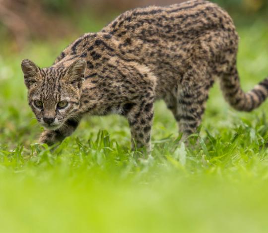 Geoffroy's cat crouching