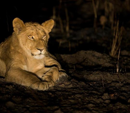 Lion in Zambia