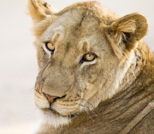 Lioness