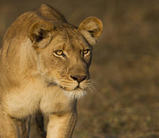 Lioness