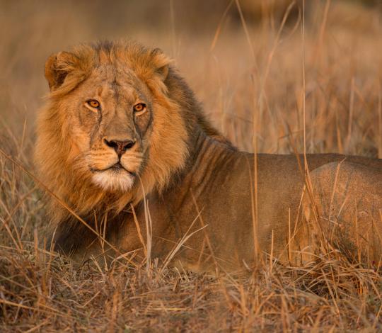 Lion in Zambia