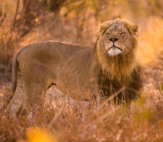 Lions