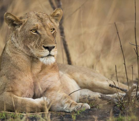 Female lion