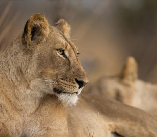 Lions looking out