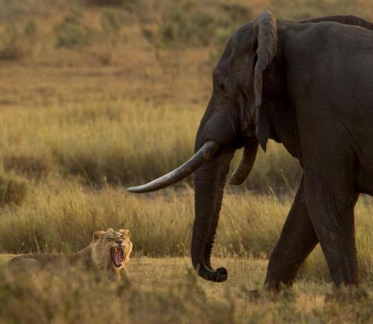 Lion and elephant