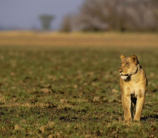 Lion