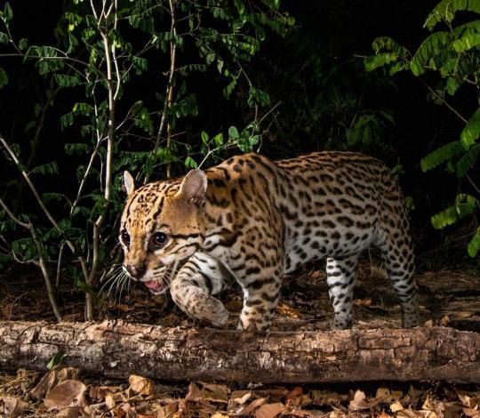 Ocelot