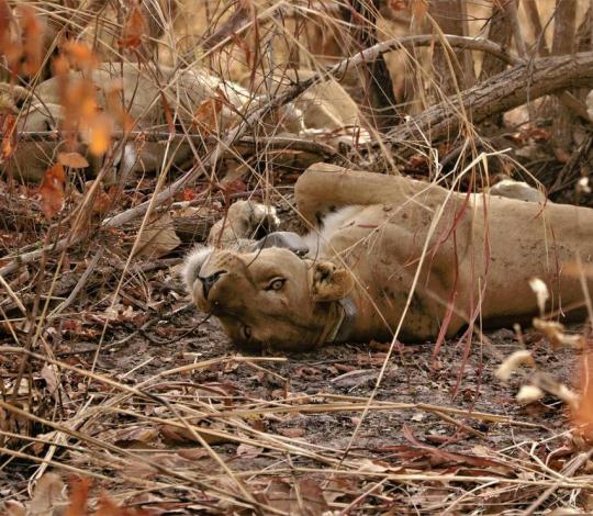 Female lion collared