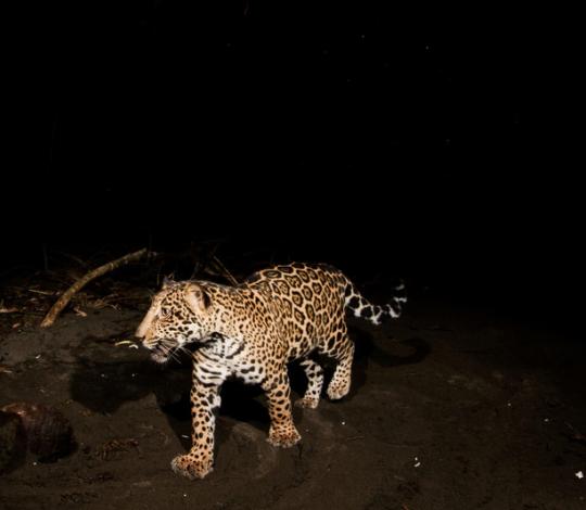 Jaguar