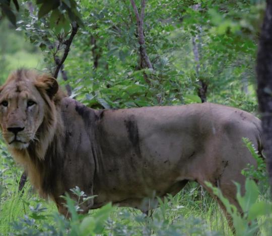 Lion in Senegal