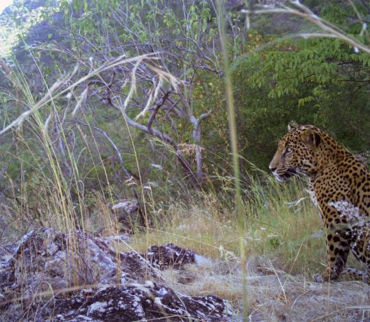 Jaguar
