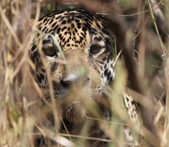 Jaguar