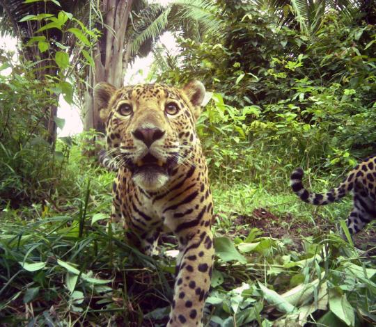 Jaguar facing camera trap