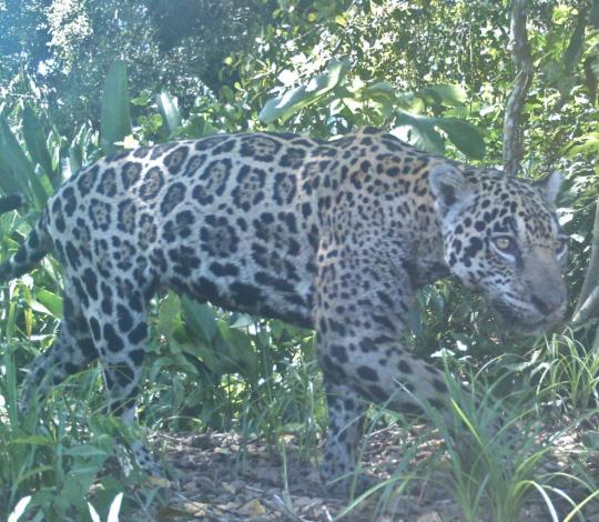Jaguar 1