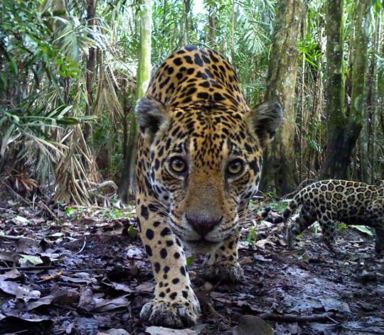 Jaguar mother and cub