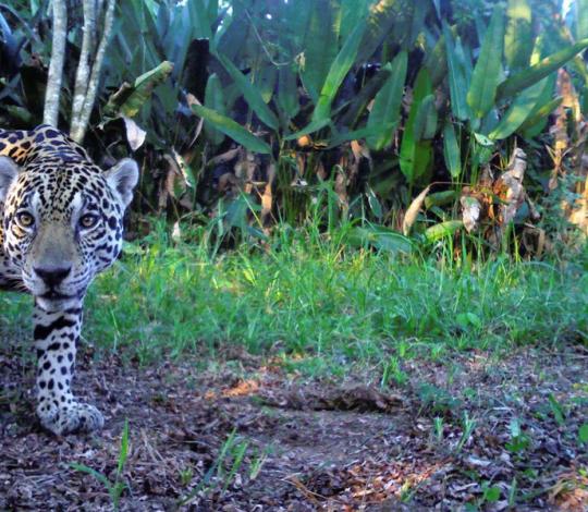 Jaguar