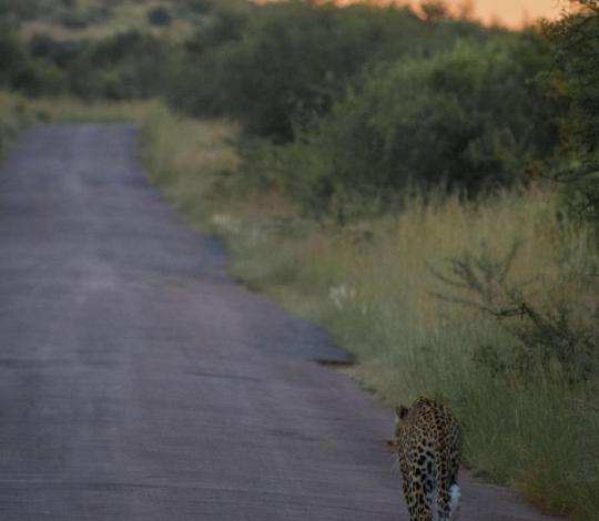 Leopard walking 1